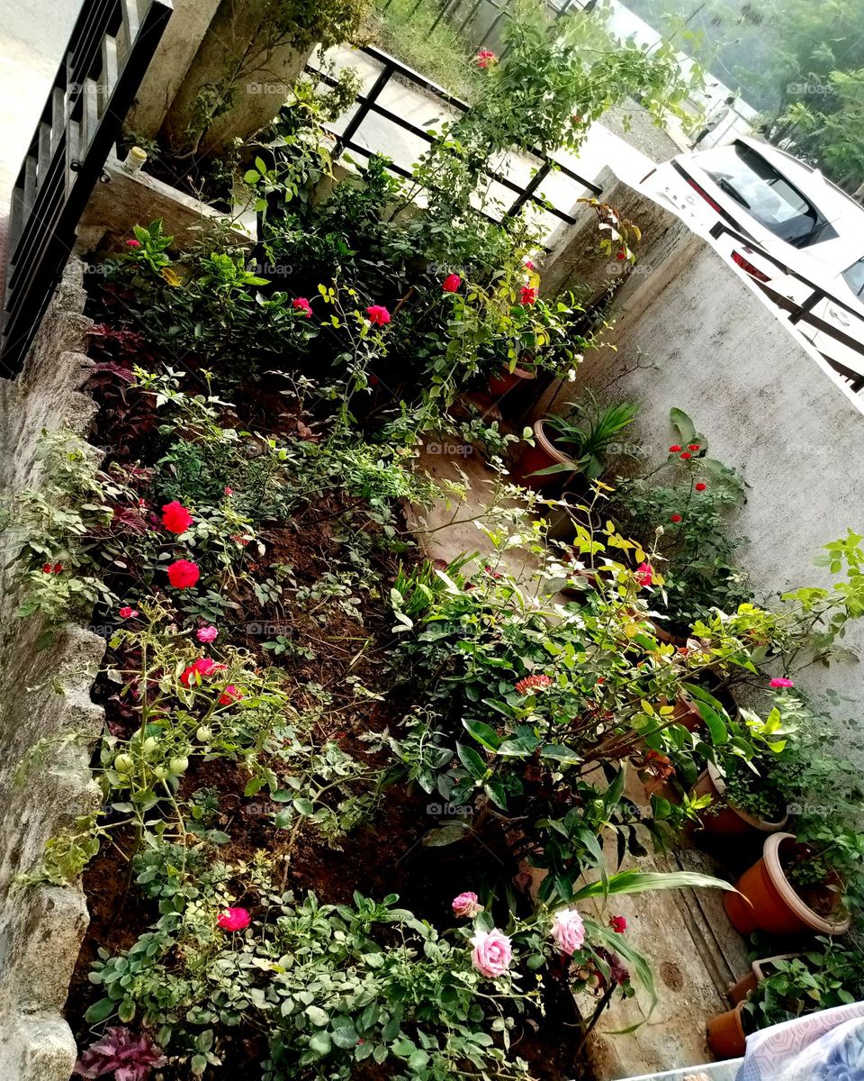 nice small garden photo many types of rose flower are thare pink, red, and nice leaf garden pretty and good small garden