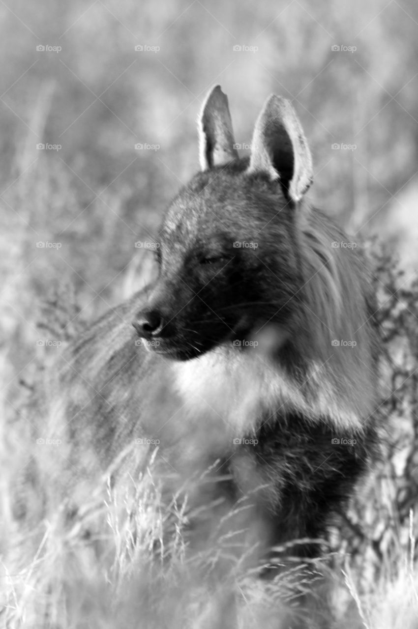 Brown hyena in black and white