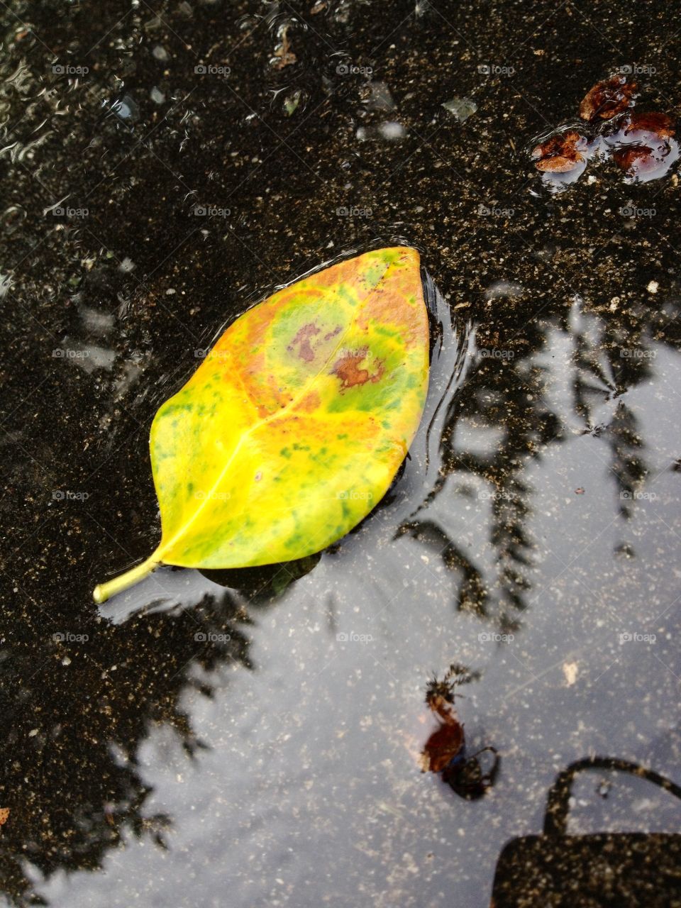 Heart on a leaf