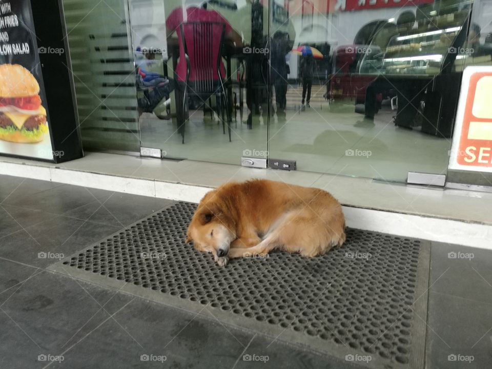 sleeping dog