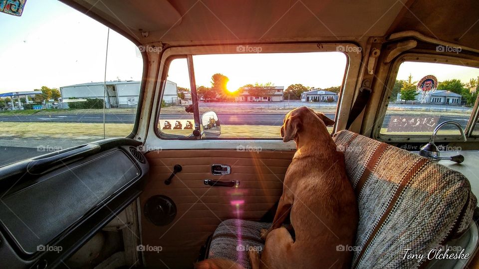 a hound and the veedub bus
