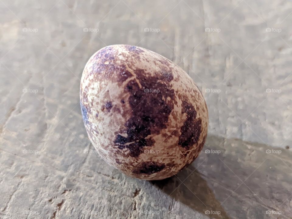 bird eggs🦆👈😅