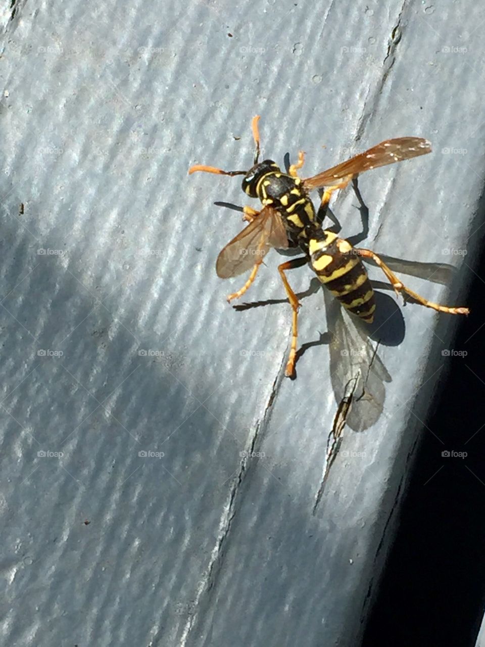 Wasp 