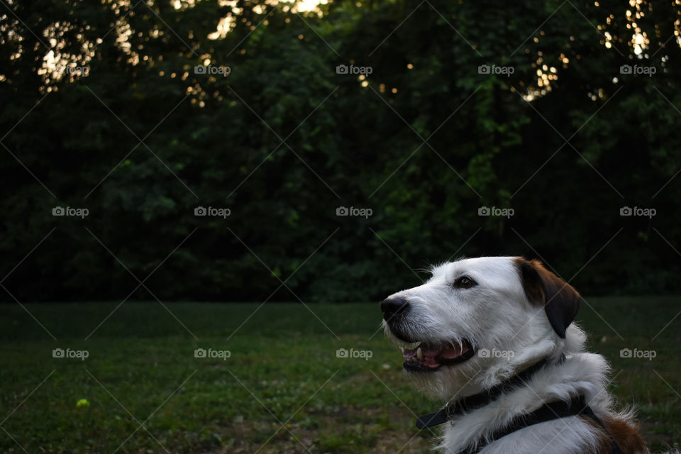 Beautiful dog lying I grass field at dusk