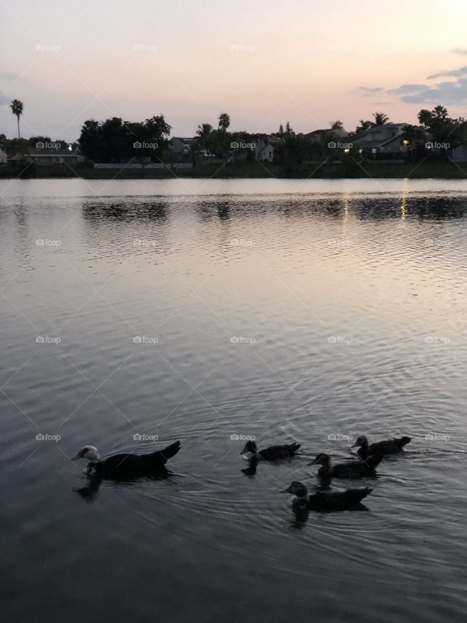 Ducks out for an evening swim