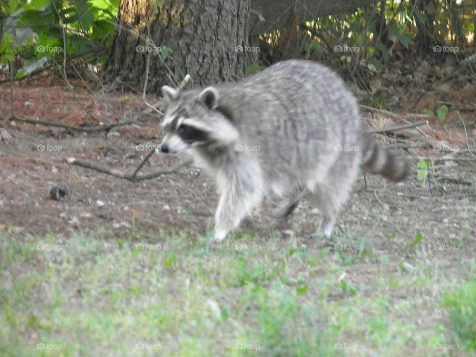 Racoon