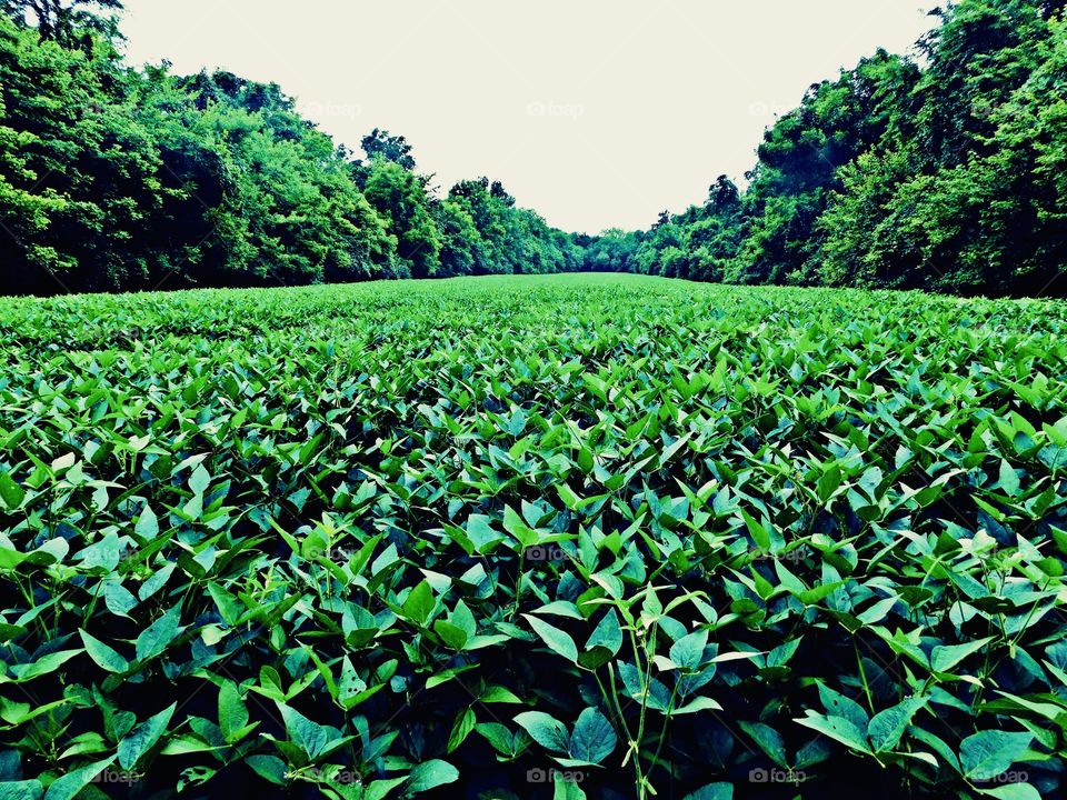 The green color stories - A field of green bean plants. They symbolize growth, harmony, freshness, and fertility. Green has strong emotional correspondence with safety
