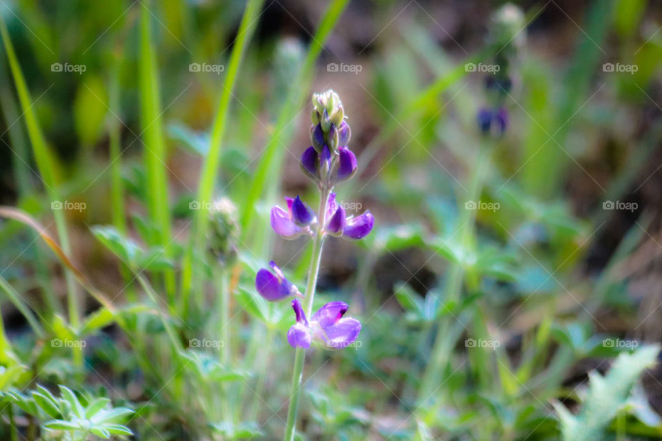 Wildflowers