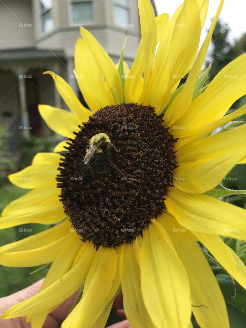 Bee on sunflower