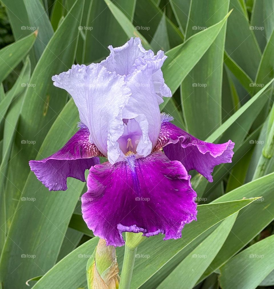 Iris flower