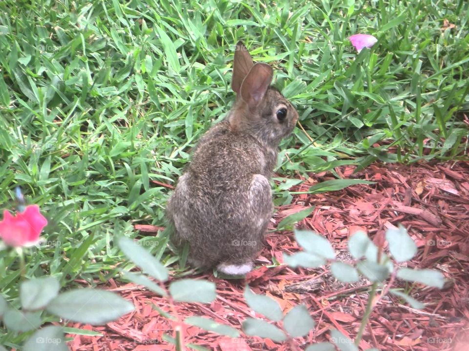 cottontail rabbit