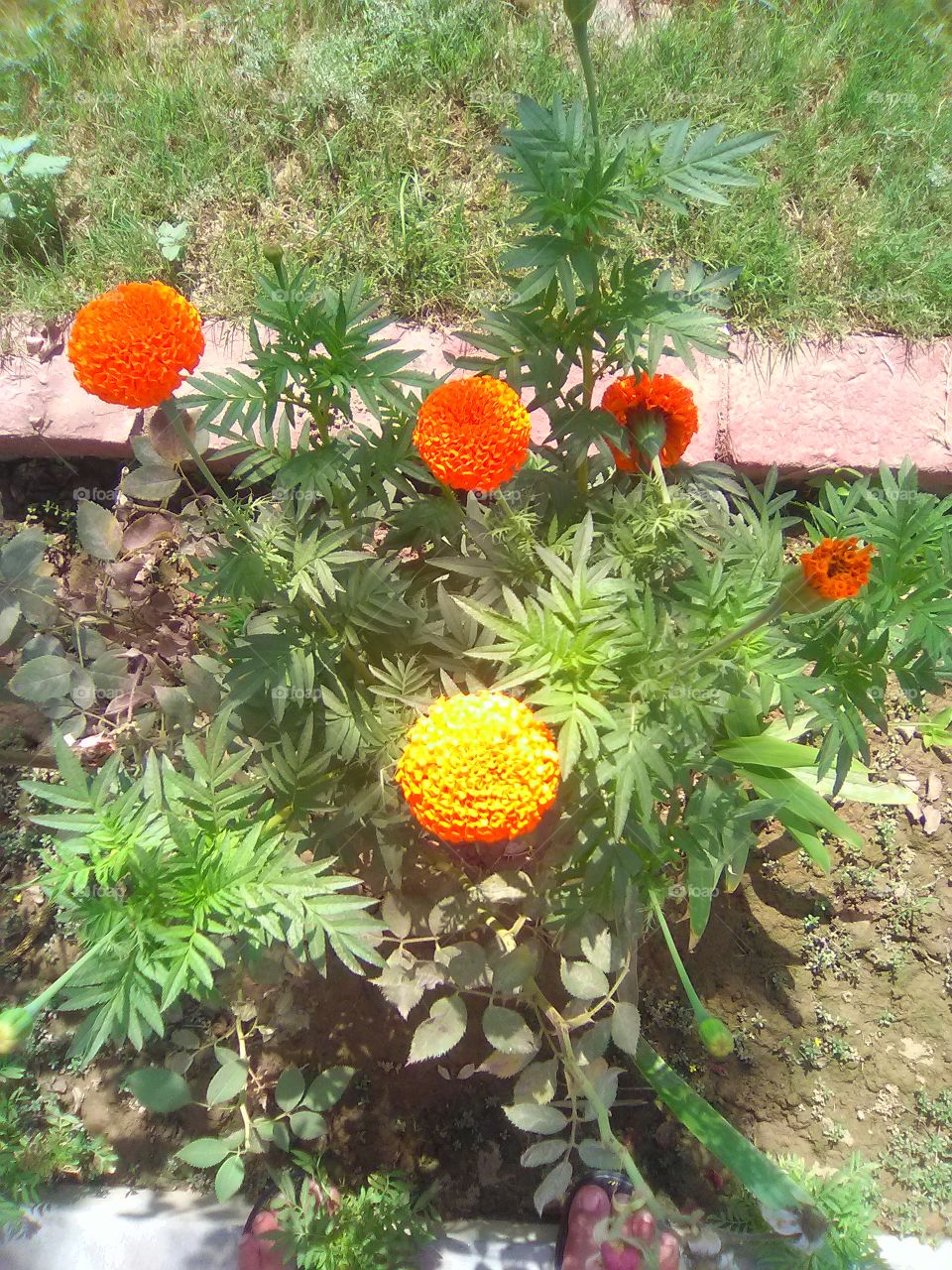 beautiful flowers