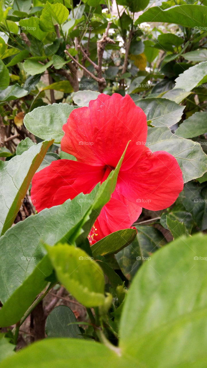 hidden hibiscus red