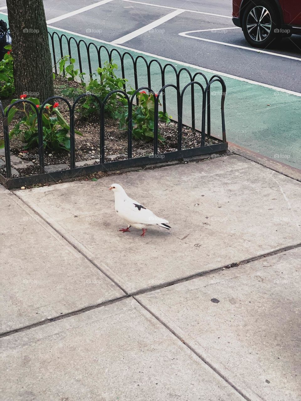White pigeon walking on the pavement.