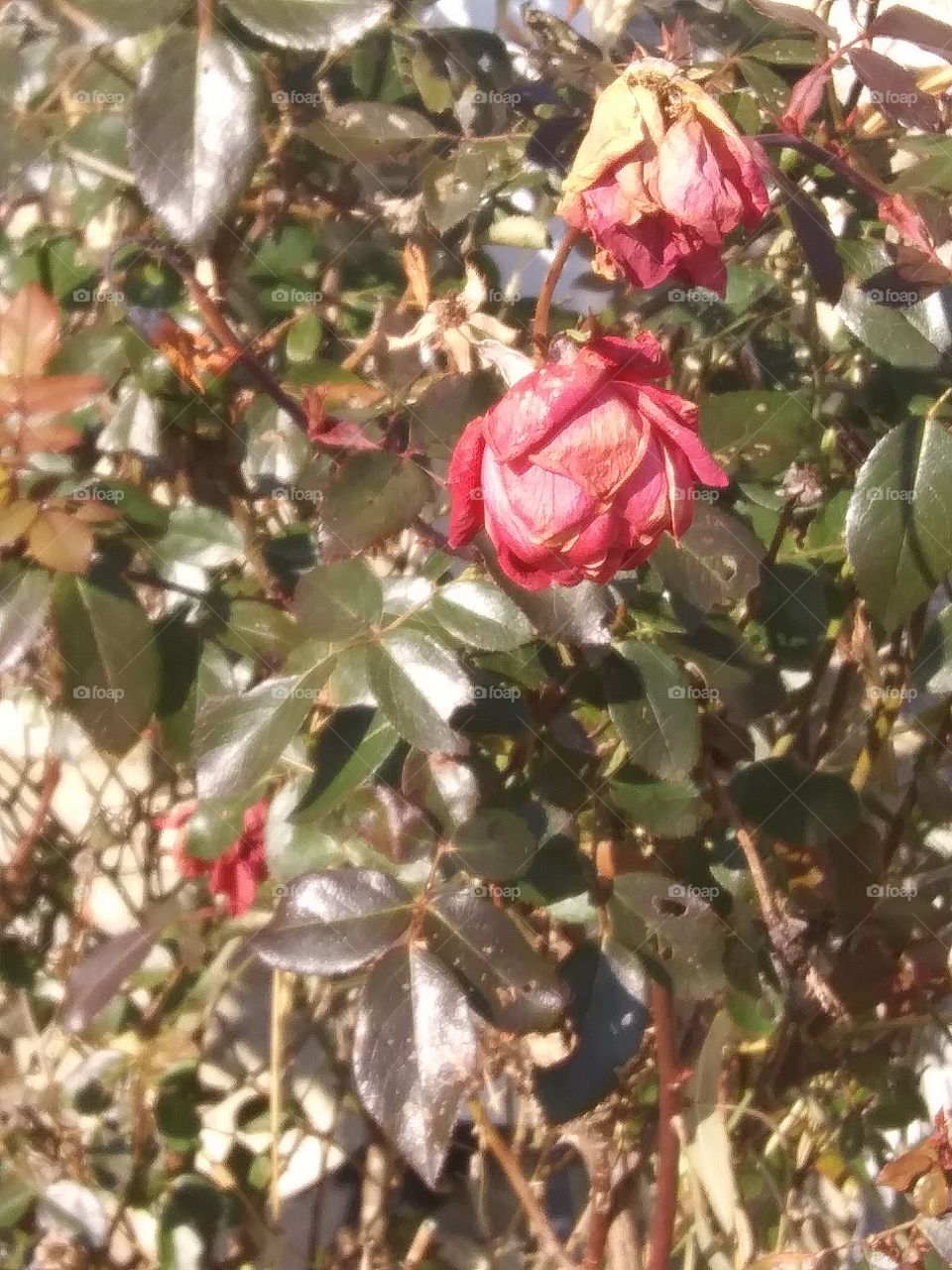 roses dying