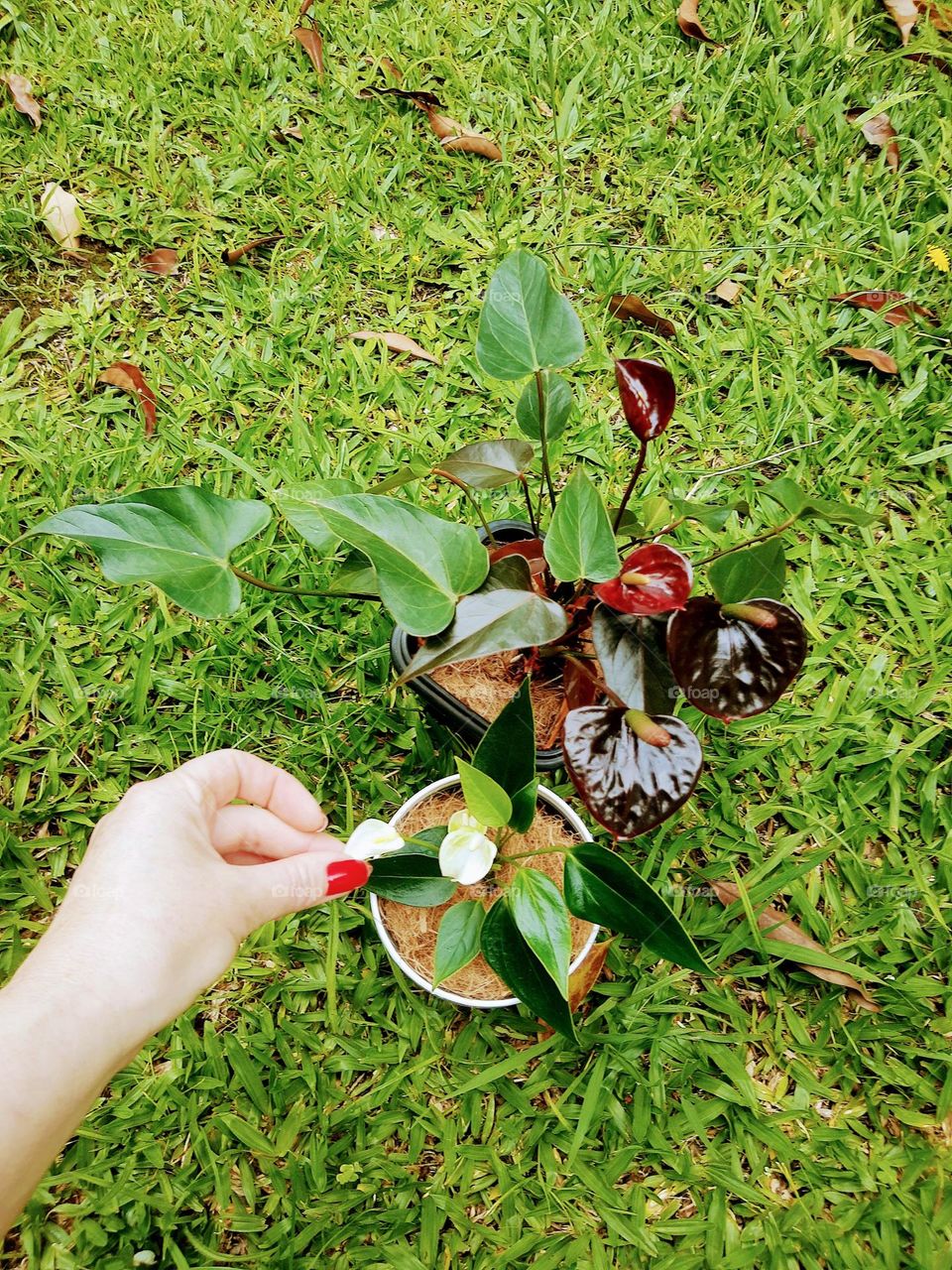 Black & white anthurium