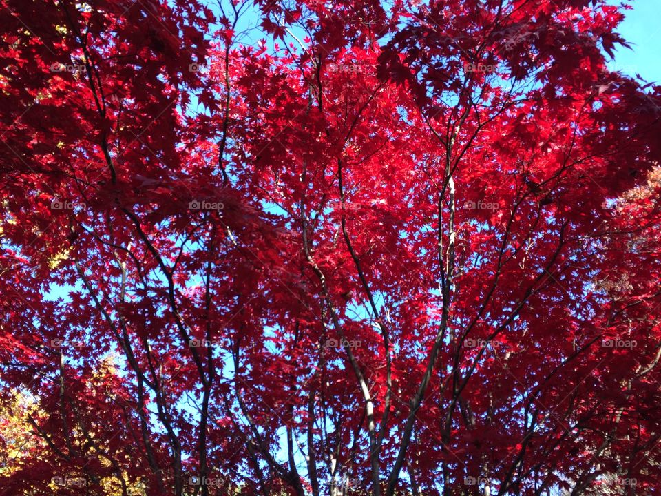 Red leaves 