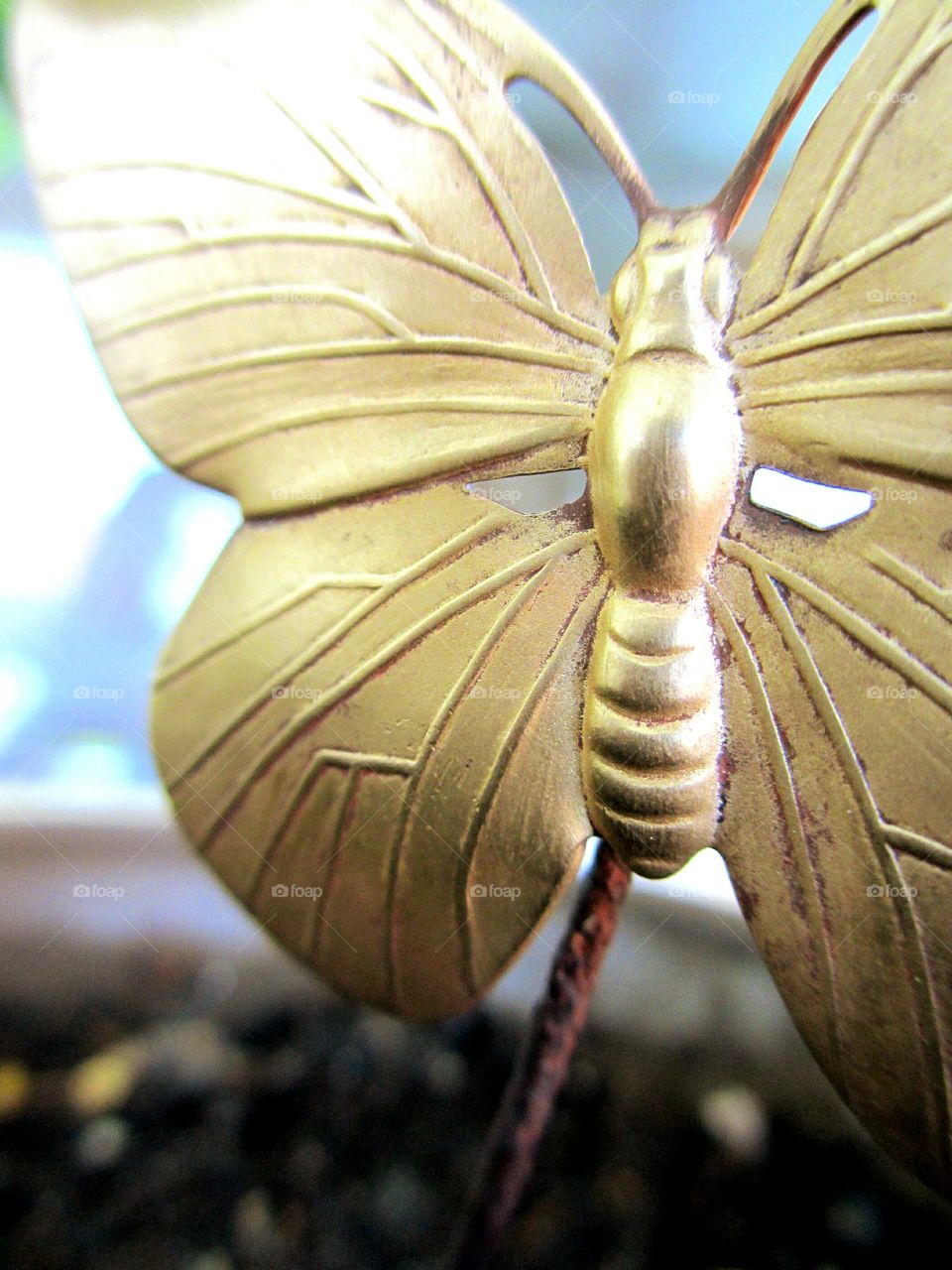 Golden metallic butterfly