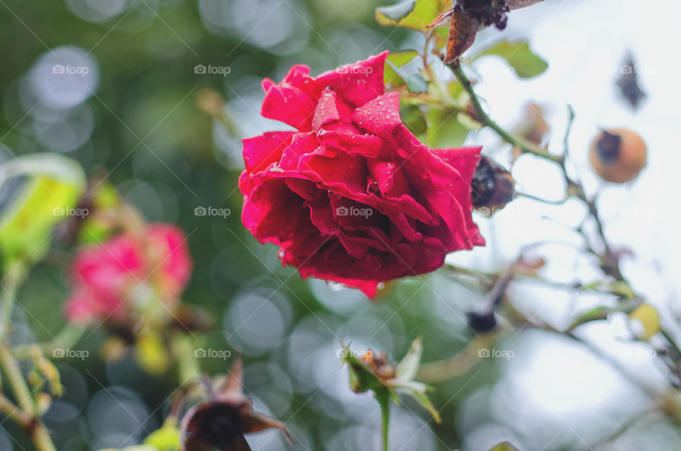 Background of single red blossom rose on a branch in the autumn garden of flowers.