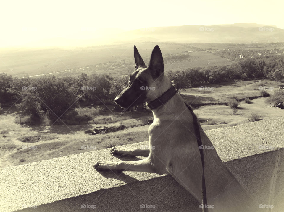 Belgian shepherd malinois