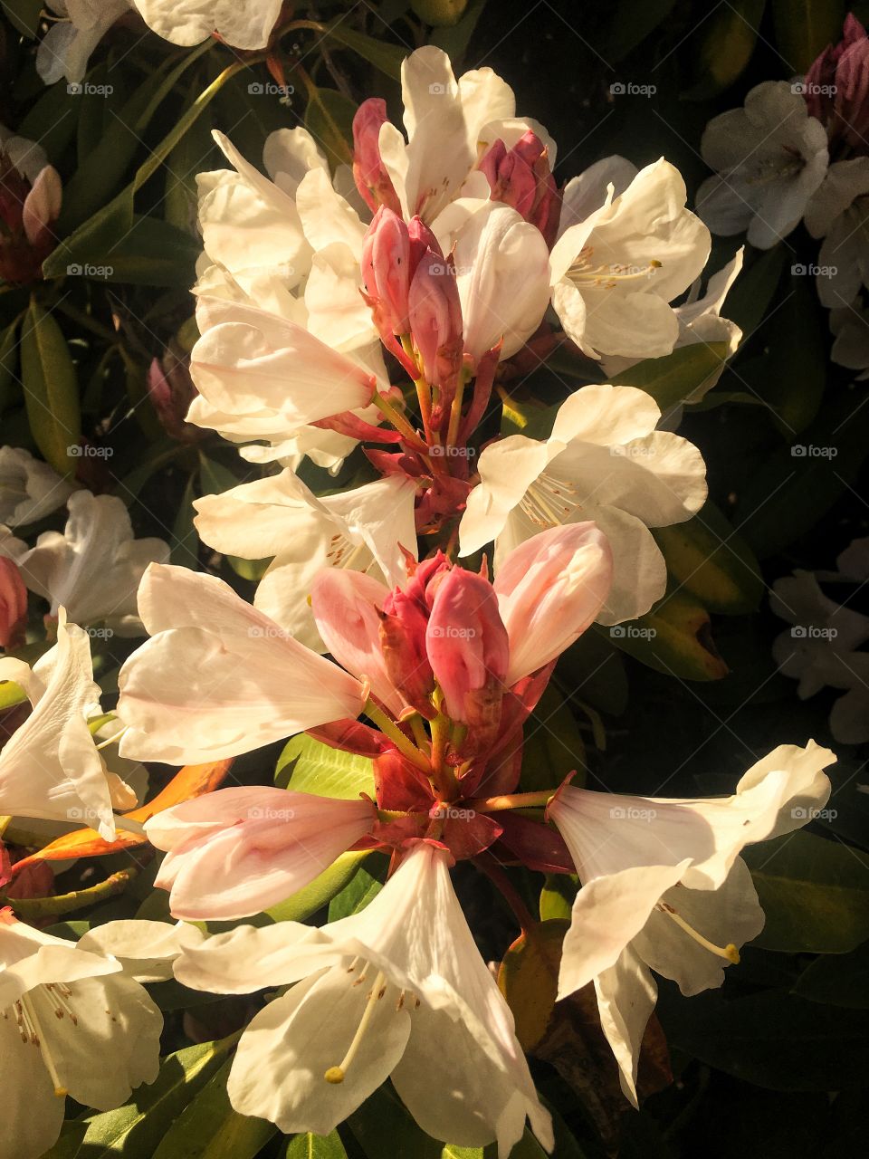 Spring Blossom White Flower 