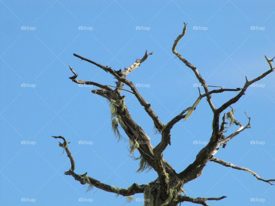 the baby blue sky and a leafless tree with some barba de viejo