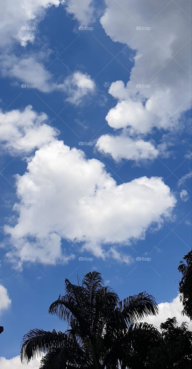 white clouds, blue sky and beautiful trees and palms