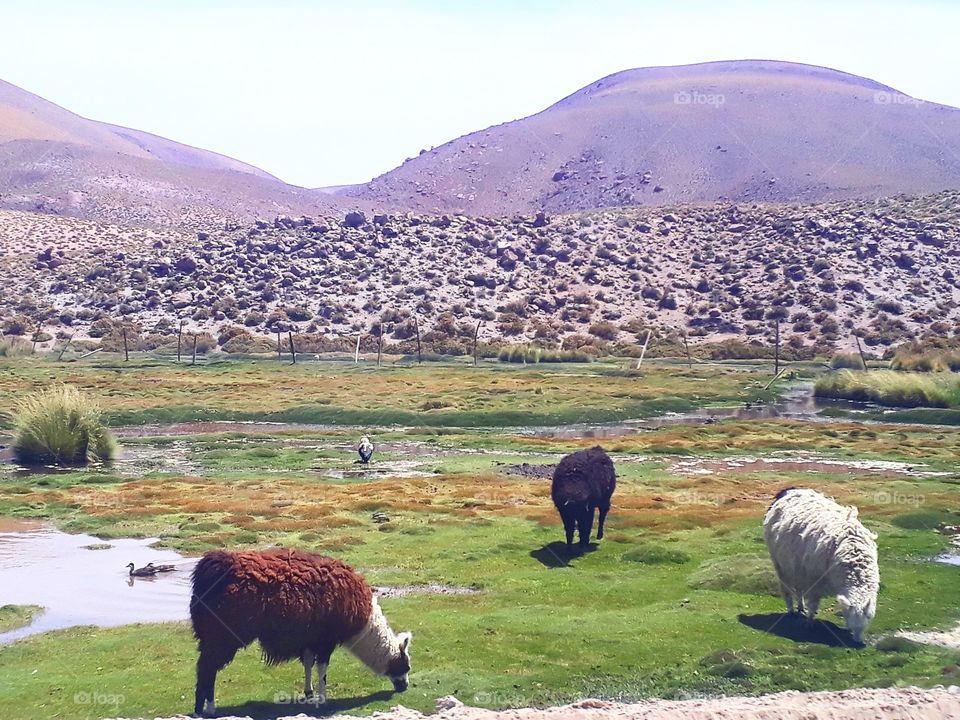 llamas eating - Atacam Desert