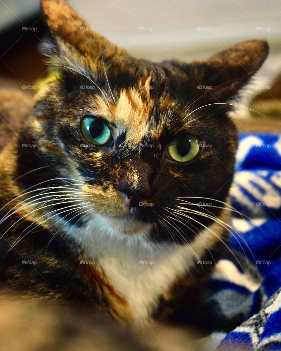 Grumpy Itty Bit! Somehow she makes grumpiness look adorable!! 