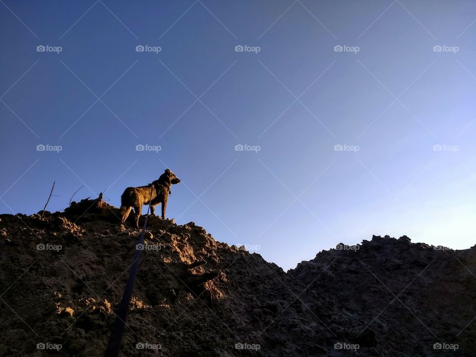 Spring walk with your dog!