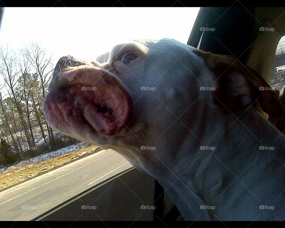 Bulldog enjoying car ride