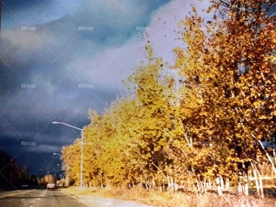 Fall colors in Northern AZ., amidst a looming thunderstorm.