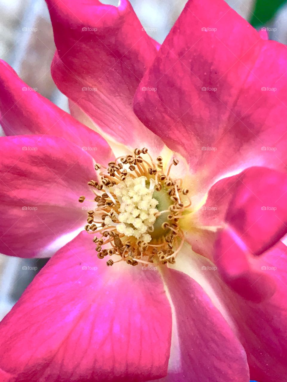 Macro pink flower 