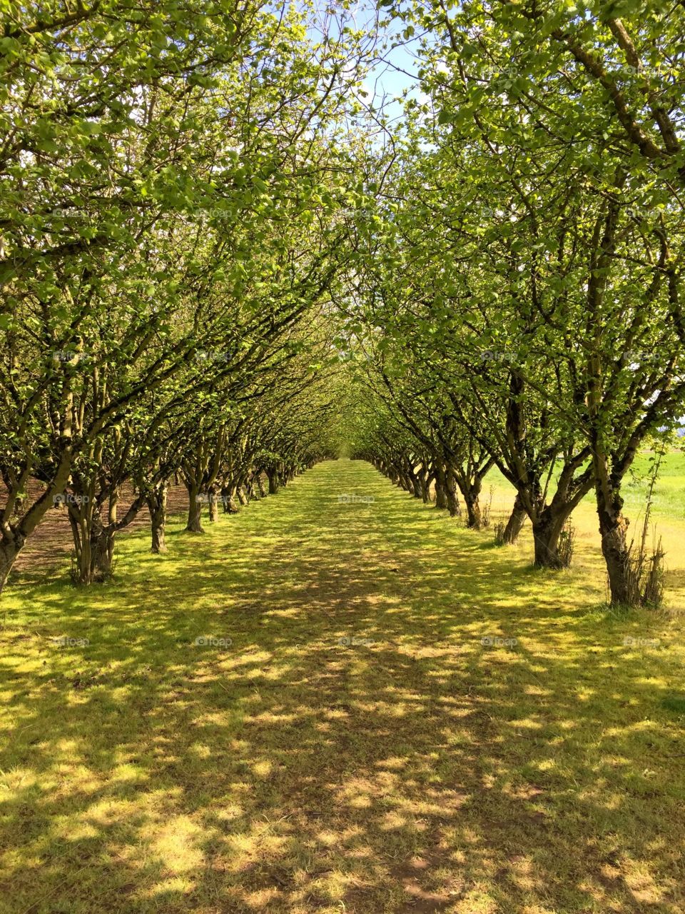Tree Lined Path. Beautiful trees lining pathway 
