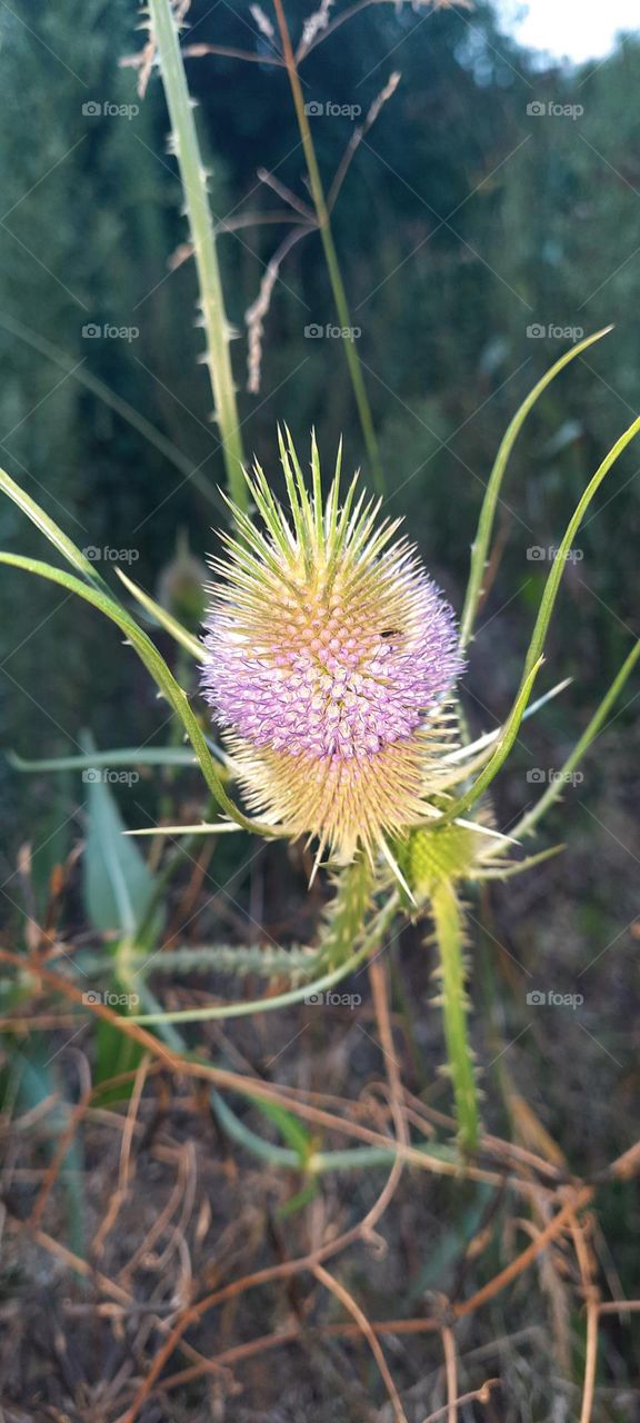 crowned thistle