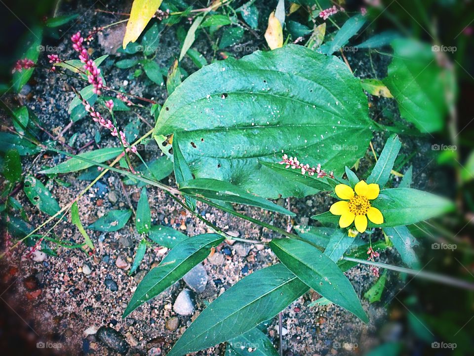 a last wildflower of summer
