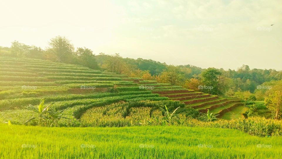 Life in the countryside