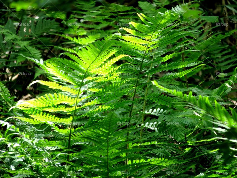 translucent fern