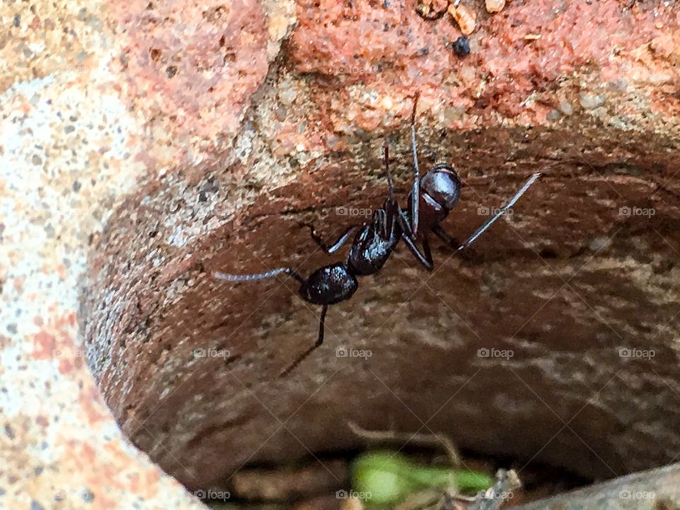 Ant closeup climbing down hole