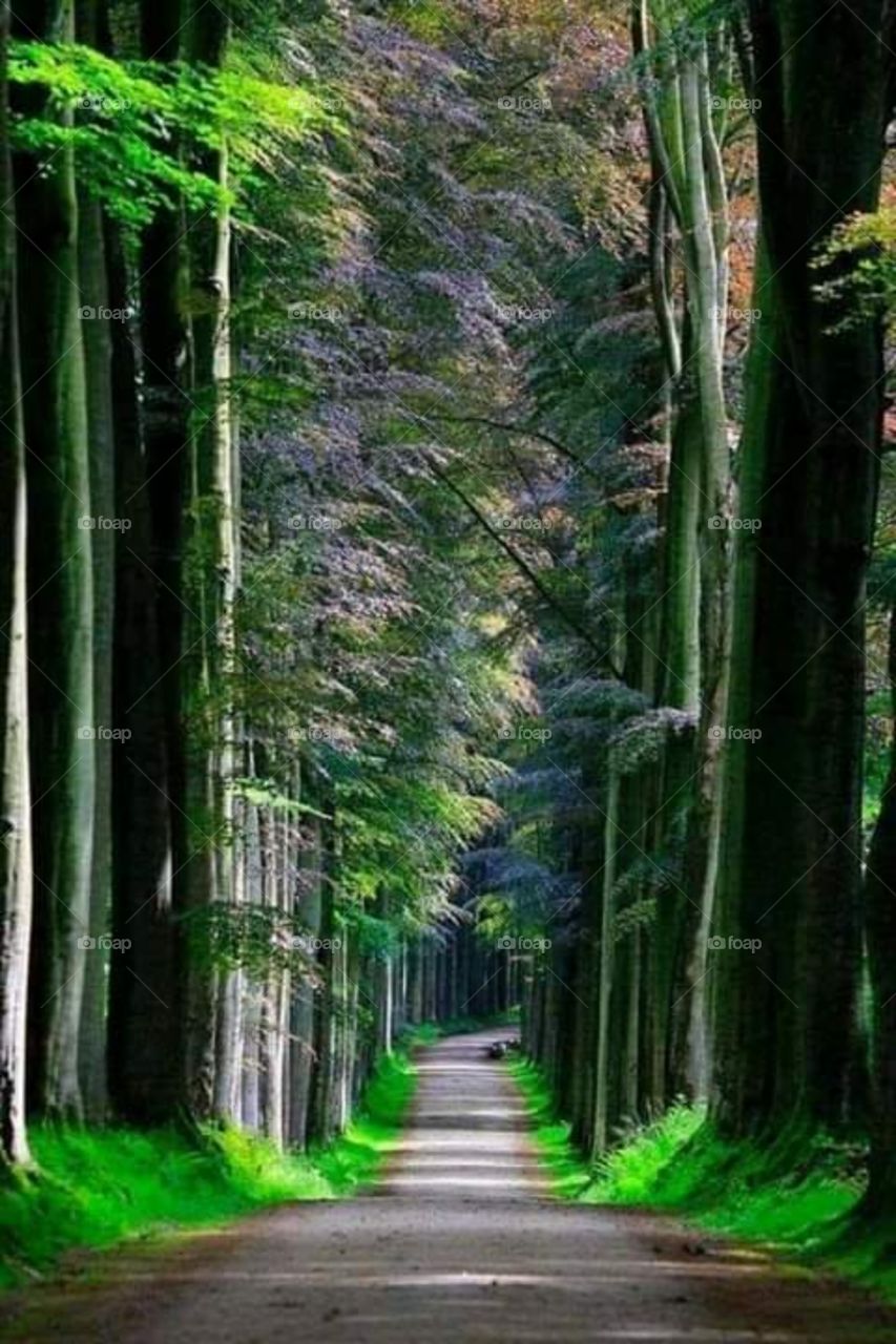 un largo camino bonito en el bosque rodeado de árboles