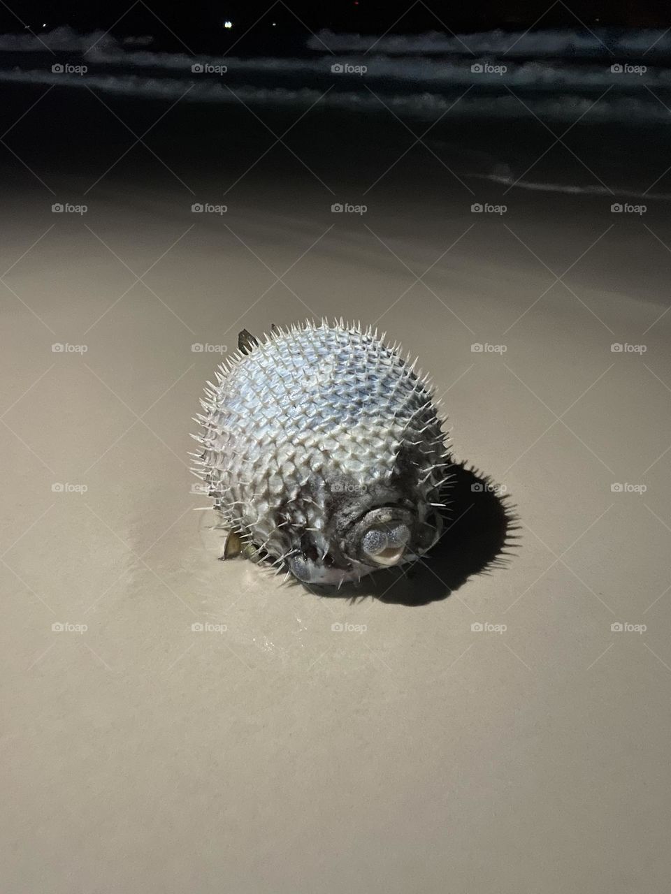 Puffer fish washed up and inflated on the beach 