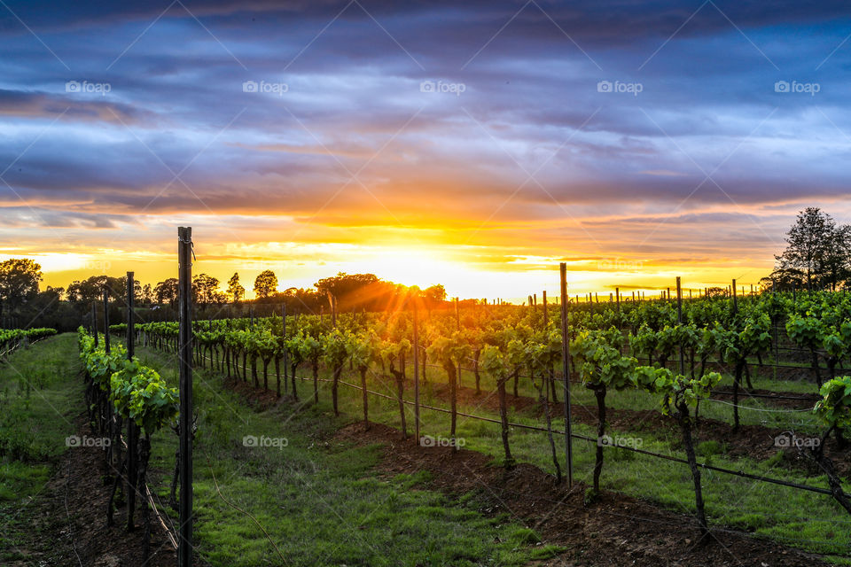 Sun rising over field of grapevines