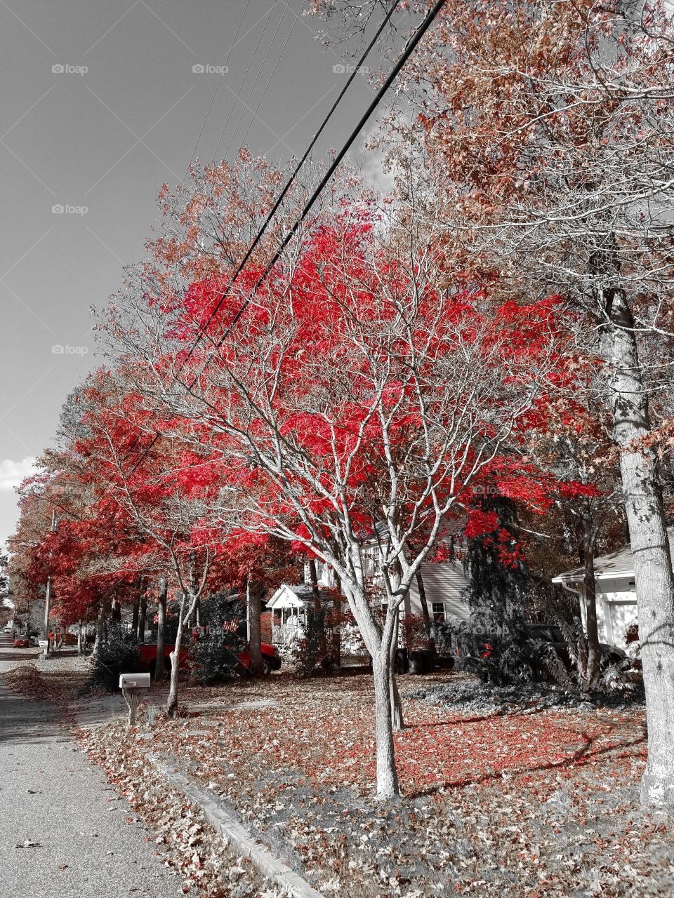 red autumn