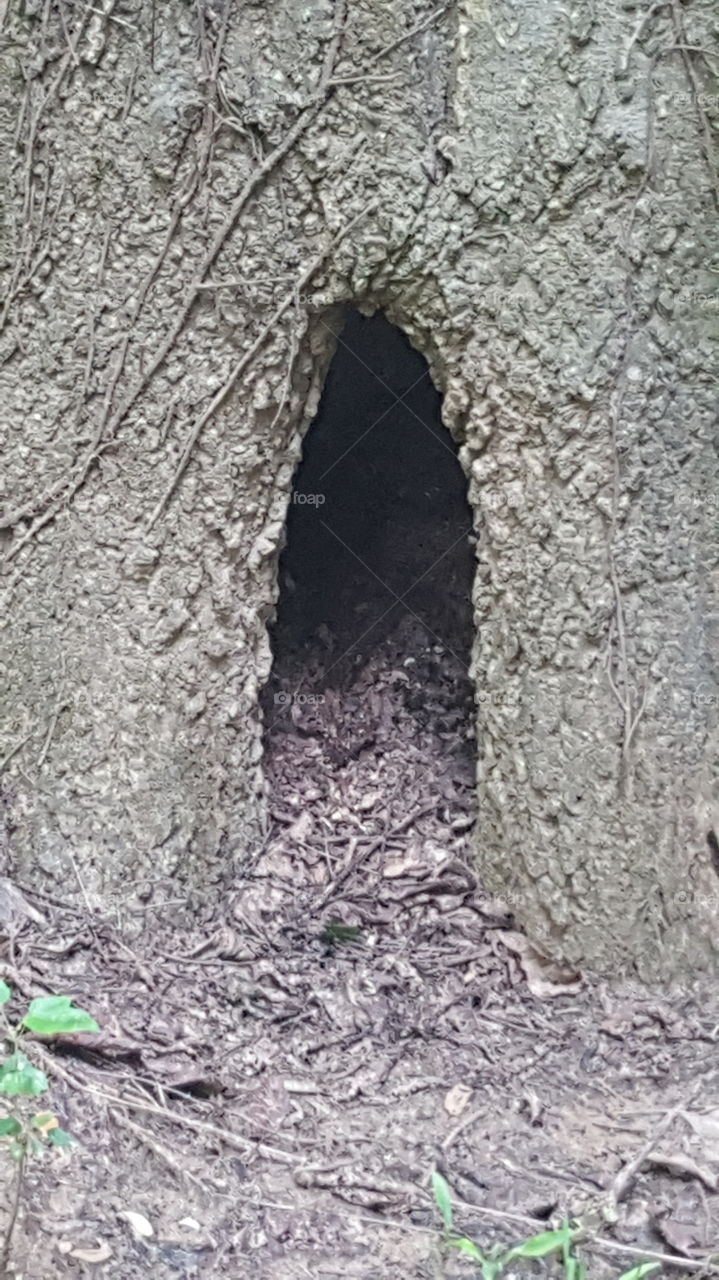 tree bottom