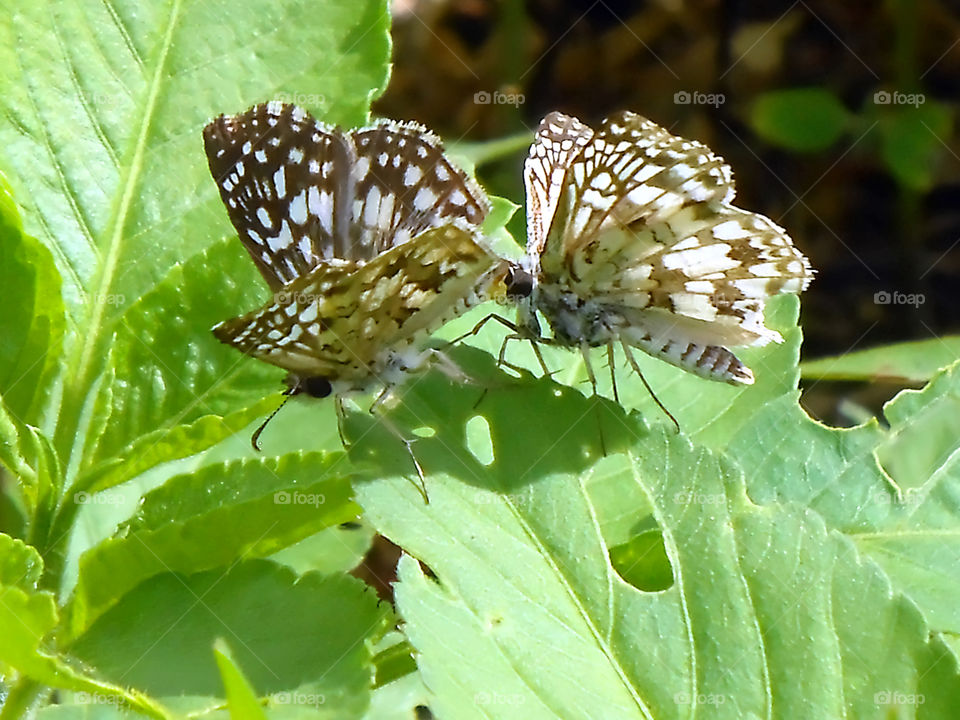 Courtship