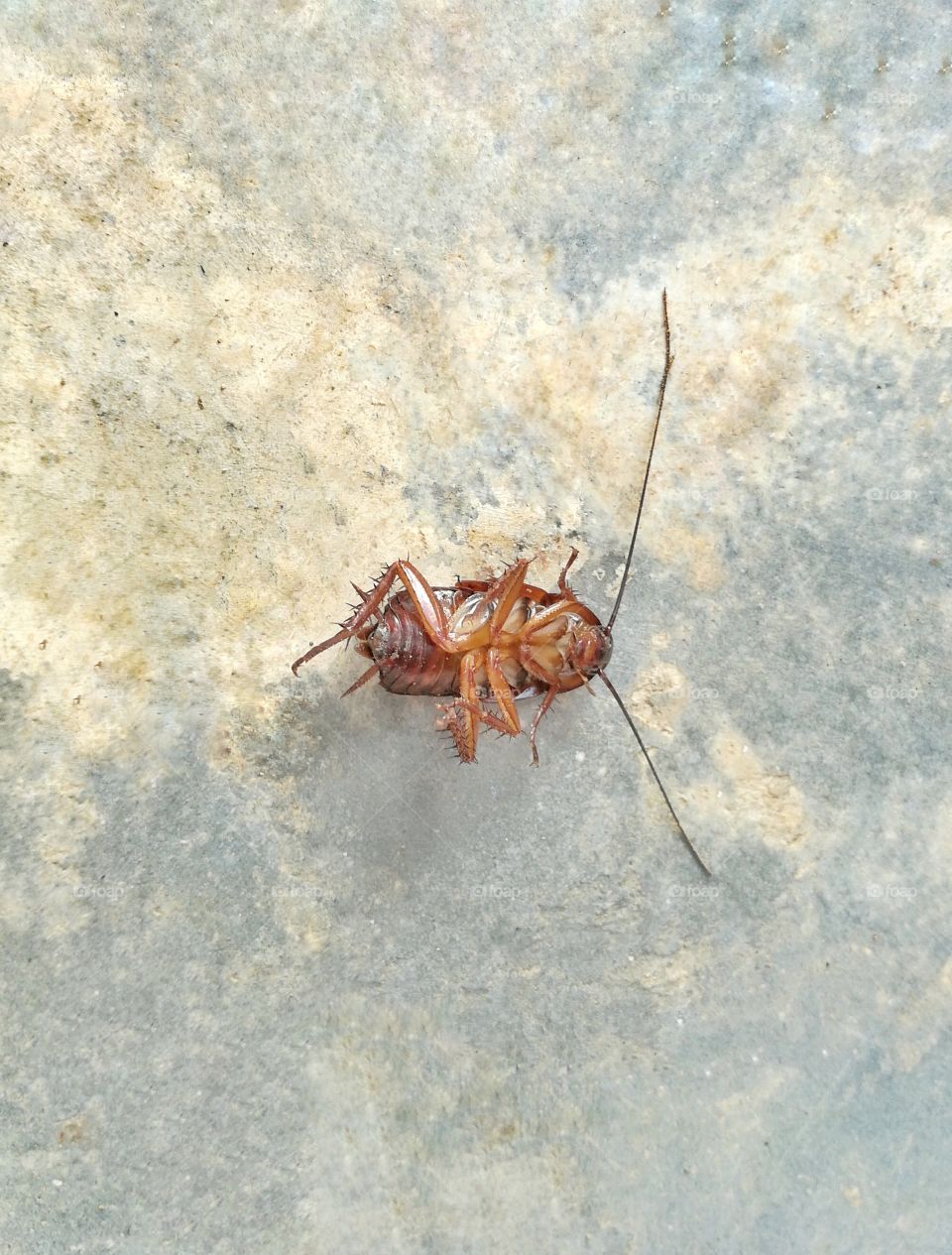 Dead cockroach on the concrete floor.