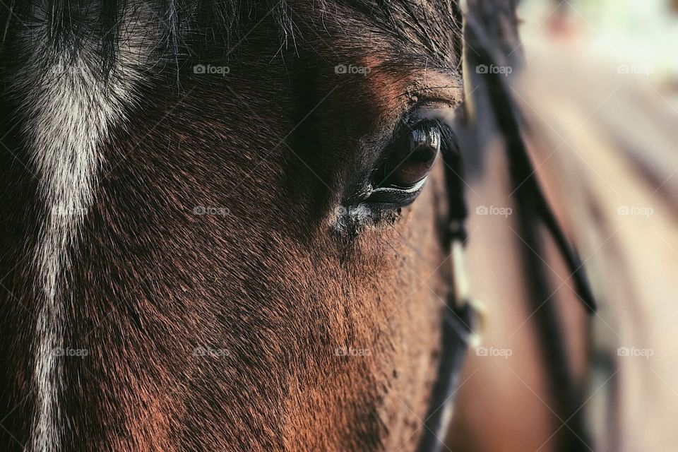 Horses eye