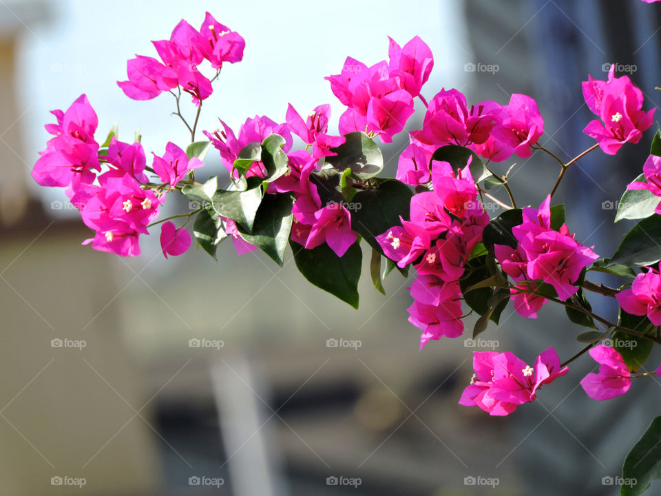 Bougainvillea