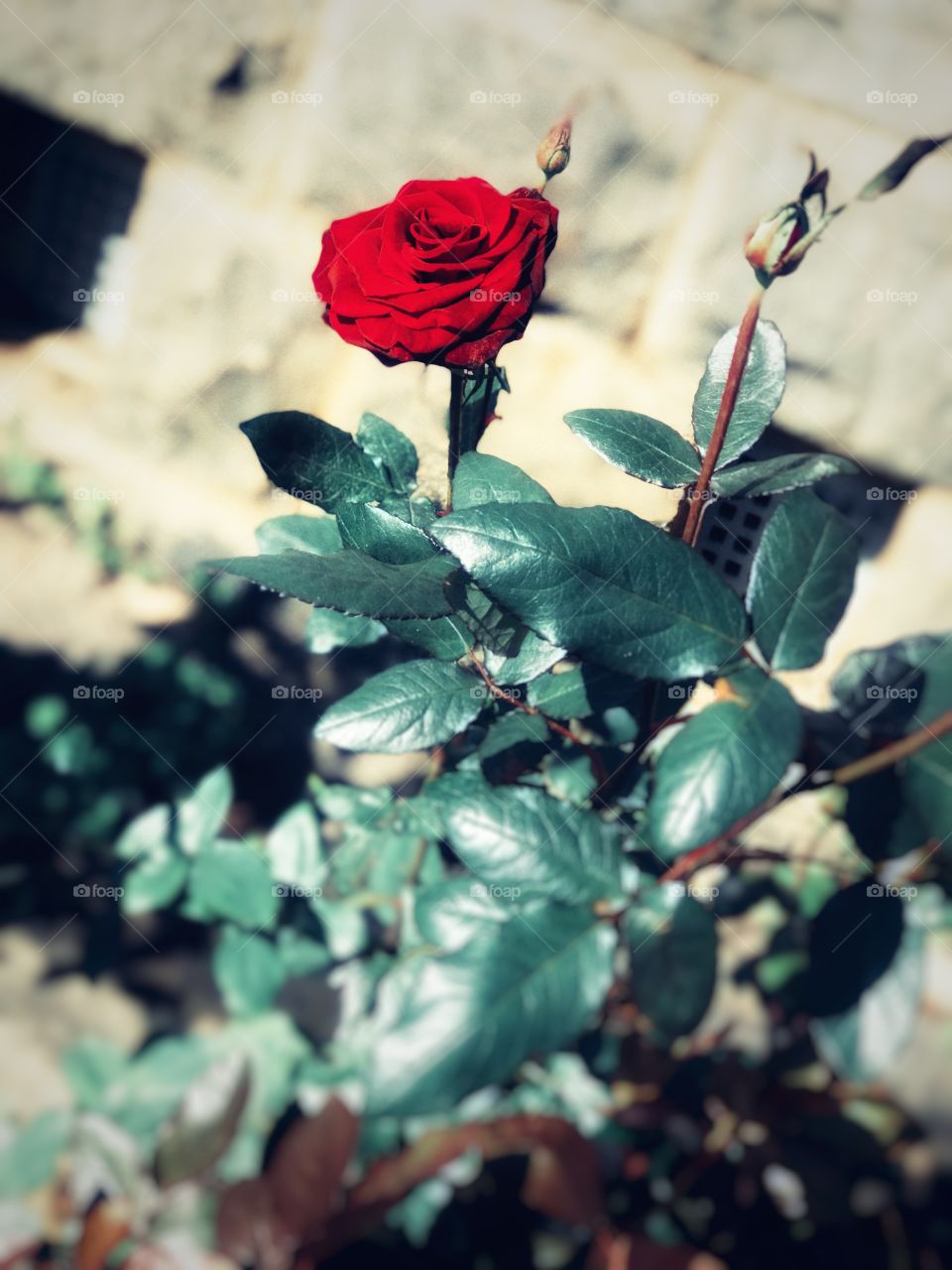 Adisham hall Sri lanka