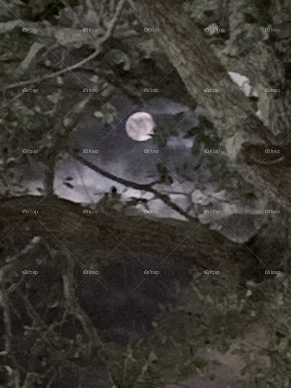 Full moon in between the trees